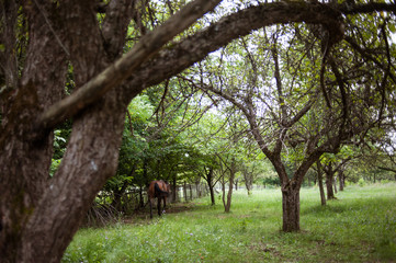 Obraz na płótnie Canvas Horses at a farm on a sunny afternoon with trees.
