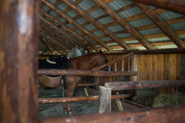 Horse at a farm in a stable behind bars.