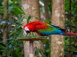 Red Macaw Colourful New World parrots