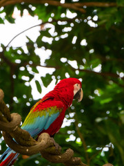 Red Macaw Colourful New World parrots