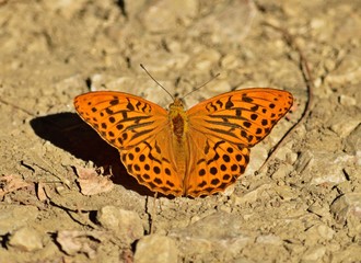 Kaisermantel (Argynnis paphia)