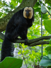 White Faced Saki Monkey, Guianan saki 