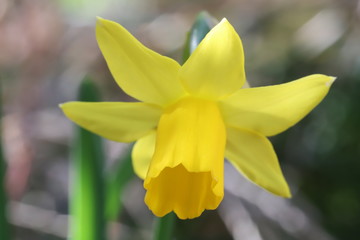 テタテト（テターテート、ミニスイセン）