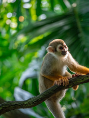 Common Squirrel monkey in rainforest habitat