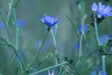 blue-lilac flowers chicory close-up. Common chicory, Cichorium intybus, in flower. Natural source of inulin