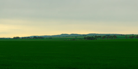 Fototapeta premium Barossa Valley landscape