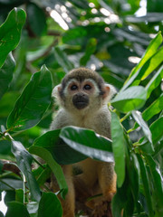 Common Squirrel monkey in rainforest habitat