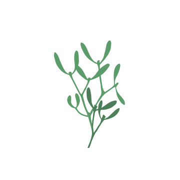 ink branch of mistletoe