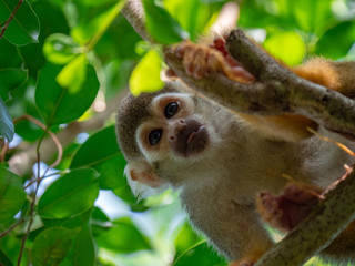 Common Squirrel monkey in rainforest habitat