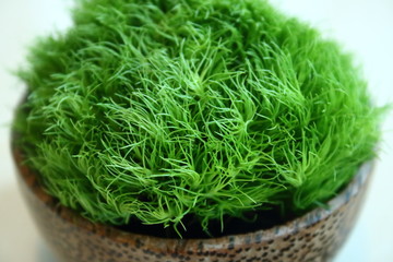 サギナ（アイリッシュモス）