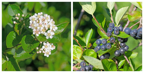 Aroniabeeren, Aronia melanocarpa, Blüten und Früchte