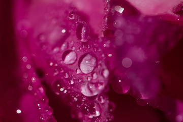 Close-up of pink peony petals with water drops. Peony flowers with macro dew. Variety Is Sarah Bernhardt