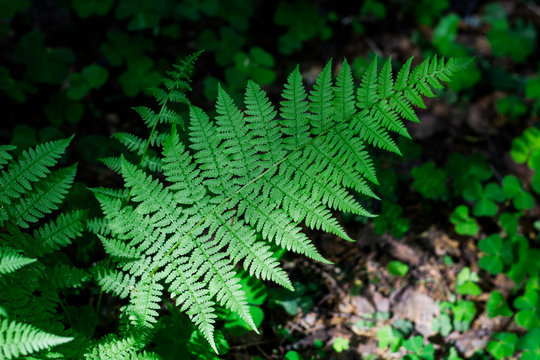 Large green fern leaf in the forest in the grass. Close up. Pteridium aquilinum