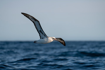 Fototapeta premium seagull in flight