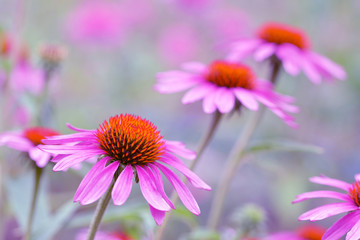 Obraz premium Blooming purple Coneflower - Echinacea purpurea. Flowers with blurred background. Medical perennial plant of the Asteraceae family. 