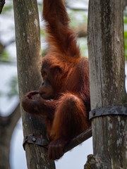 Captive Sumatran Orangutans (Orangutang, Orang-utang)