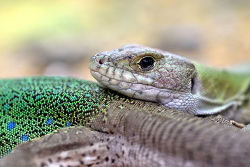 Moroccan eyed lizard - Timon tangitanus. Lizard in the family Lacertidae. The species is endemic to...