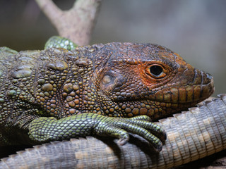 Caiman Lizard resting in tree