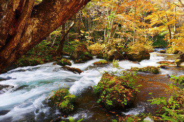 Water stream flowing through the colorful autumn forest with fallen leaves on Oirase walking trail in Towada Hachimantai National Park,  Aomori, Japan