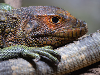 Fototapeta premium Caiman Lizard resting in tree