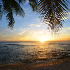 Leaves of coconut palm tree at sunset.Tropical coast of Mauritius island. Indian ocean.