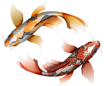 Koi carps, traditional colorful japanese fish detailed vector