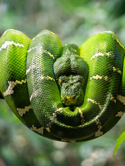 Green Tree Python wrapped around branch