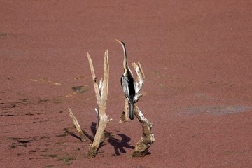 Indian Darter or Snakebird, Ranthambore National park, Rajasthan, India