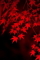 ライトアップされた紅葉の枝です