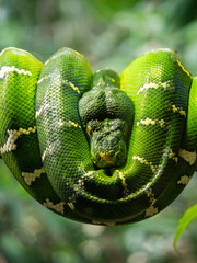 Green Tree Python wrapped around branch