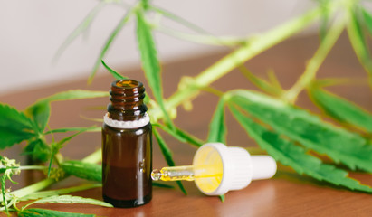 Fototapeta premium Hemp oil. Bottle of Cannabis oil against Marijuana plant. CBD oil pipette