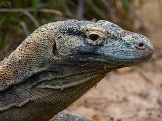 Komodo dragon giant monitor lizard