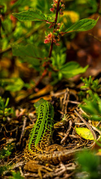 Wild lizzards fighting 