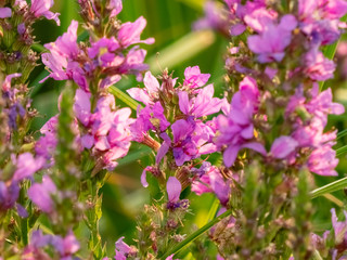 lilac flowers on the river Bank