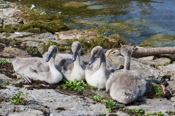 4 junge Höckerschwäne am Seeufer