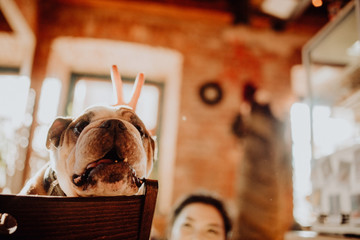 Young hipster woman in cafe with dog drinking coffee