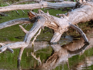 dry tree lies in the river near the shore
