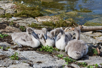 4 junge Höckerschwäne am Seeufer