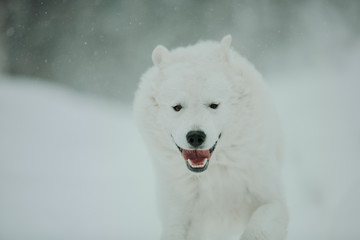 Fototapeta premium white dog Maremma in the forest in the mountains in nature