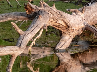 dry tree lies in the river near the shore