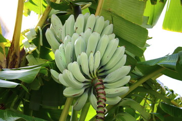 バナナの実と花（蕾）
