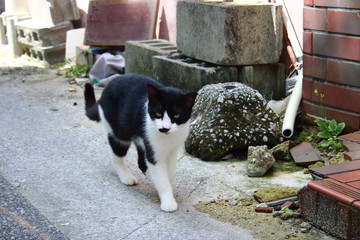 白黒猫