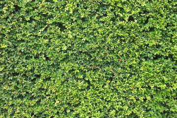 Green trimmed hedge wall for environment and garden design background purpose