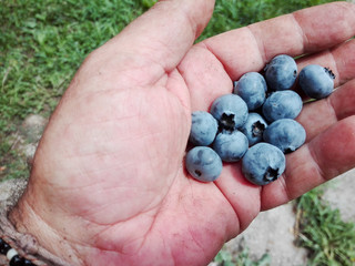 La raccolta dei mirtilli neri