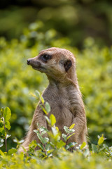 ミーアキャットのポートレート