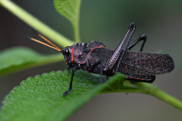 Purple Lubber Grasshopper on green leaf
