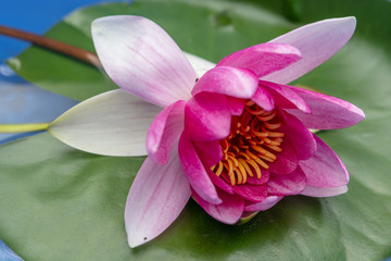 Water lily