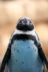 ペンギンのポートレート