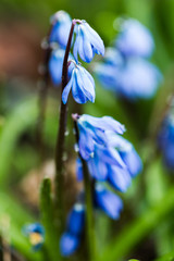Blue snowdrops in the snow and drops of water close-up, macro