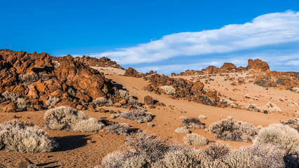 Sparse vegetation of the rocky desert